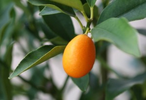 kumquat-shamichatterjeeflickr