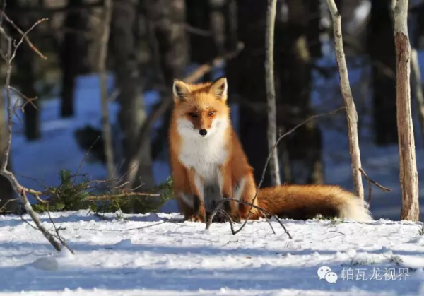 雪地之狼